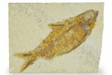 Detailed Fossil Fish (Knightia) - Wyoming #363891-1